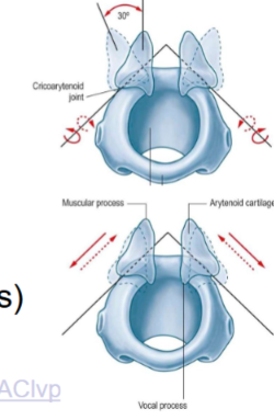 <p><strong>What is the function of the vocal process of the arytenoid?</strong><br></p>
