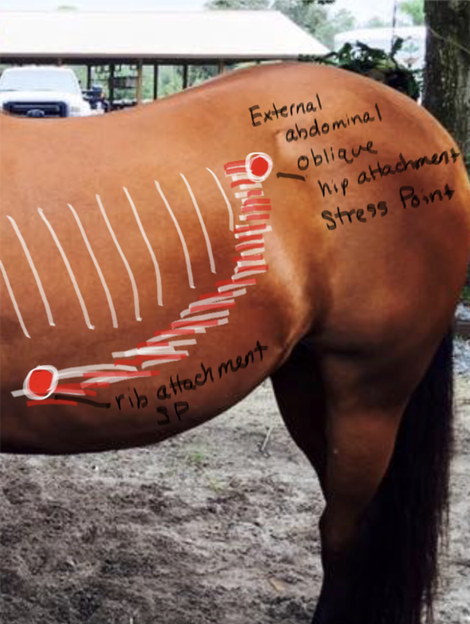 <p>External Abdominal Oblique Hip Attachment; lateral bending, and contracts abdomen.</p>