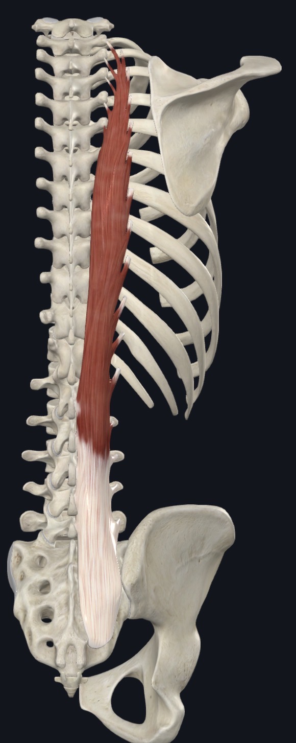<p>iliocostalis Thoracis <strong>Insertion</strong></p>