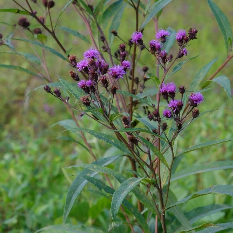 <p>alternate/whorled arrangement but mostly alternate</p><p>“green smell”</p><p>lanceolate leaves with serrated margins</p><p>softer leaves with prominent veins</p><p>tall with small purple flowers - pom pom shape cyme</p><p>sporatic flowering</p><p>puffy bronze fruit/seed</p>