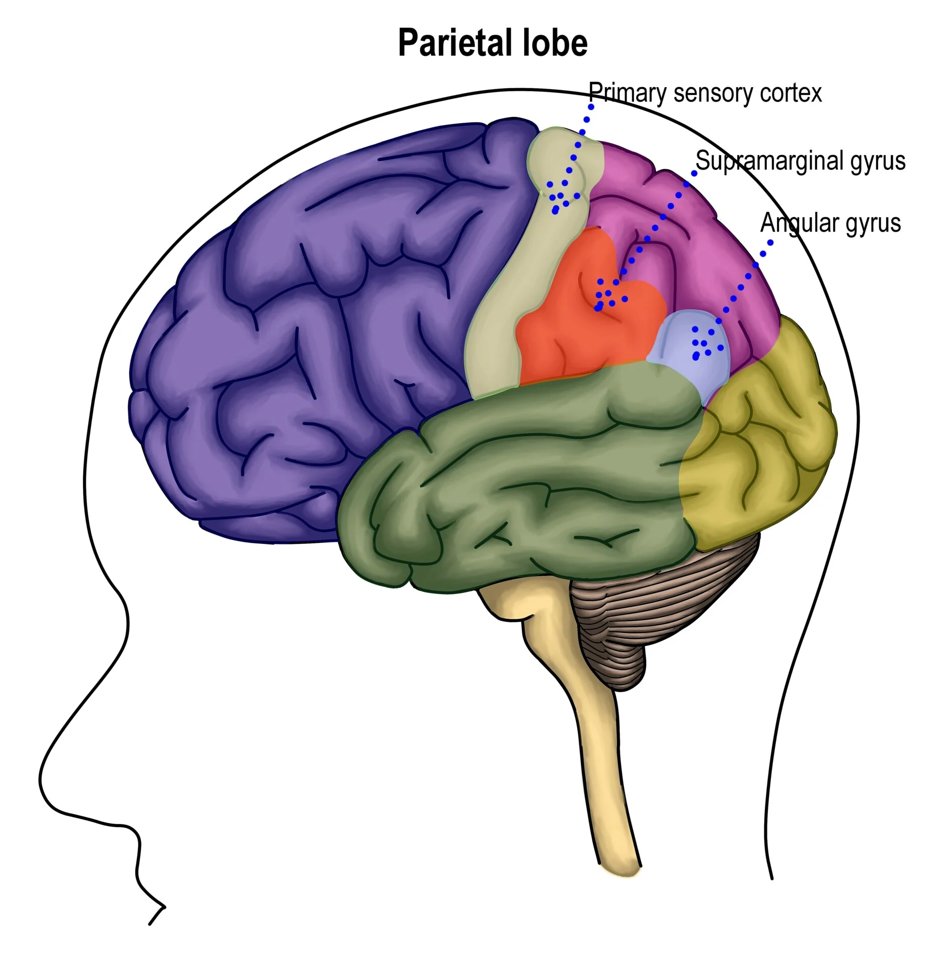 <p>Parietal lobe - behind central sulcus</p><p>Somatosensory cortex (sensory processing)</p><p>Superior parietal lobule (spatial orientation)</p><p>Inferior parietal lobule (language and body image)</p>