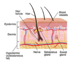 <p>What are the 2 major components of the skin, that are mutually dependent?</p>