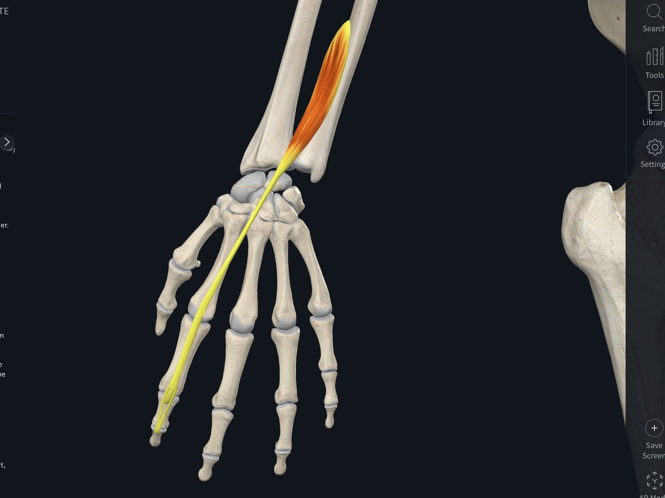 <p>&nbsp; · Origin: Posterior shafts of radius</p><p class="p1">&nbsp; · Insertion: Extensor expansion of index finger</p><p class="p1">&nbsp; · Nerve Supply: Deep branch of radial nerve</p><p class="p1">&nbsp; · Action: Extends metacarpophalangeal joint of index finger</p>