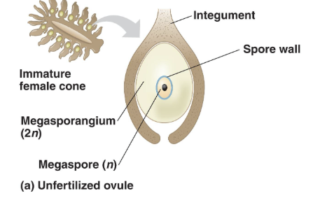 <p><span style="background-color: transparent;"><strong>Ovule </strong>= integument + megasporangium + megaspore</span><br><span style="background-color: transparent;">Megaspore germinates <u>within </u>ovule, develops into tiny female gametophyte – produces egg which will eventually be fertilized</span></p>