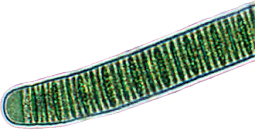 <p>Is this a Prokaryotic or Eukaryotic Cell</p>