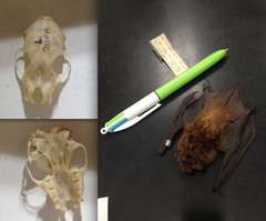 <p>Eptesicus fuscus</p>
