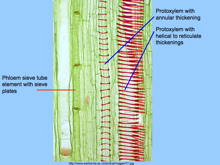 <ul><li><p>sieve tube cells - long, thin phloem cells that have sieve plates through cell walls</p></li><li><p>companion cells </p><ul><li><p>provide ATP + nutrients </p></li><li><p>assist loading and unloading of sugars into sieve tube cells</p></li></ul></li></ul><p></p>