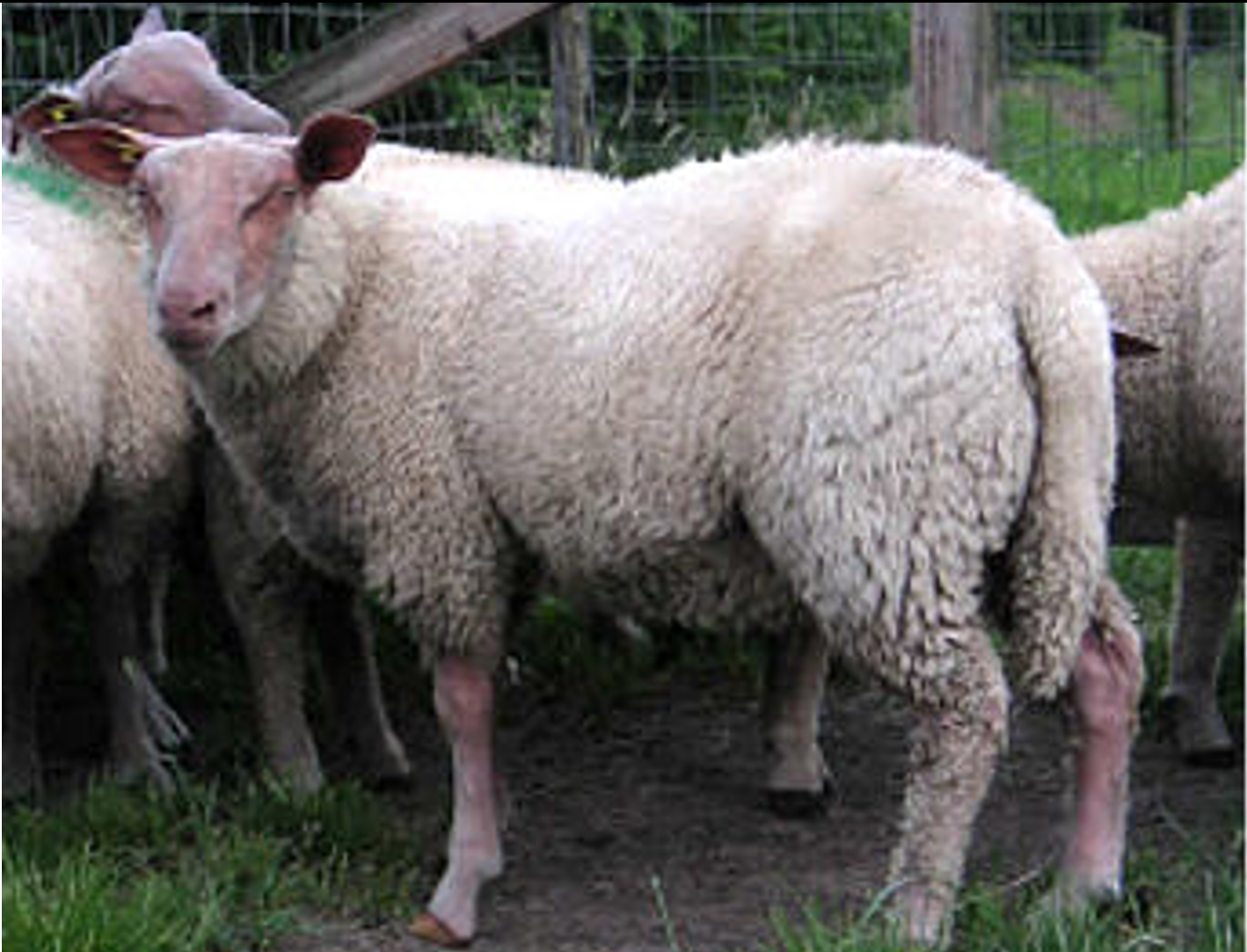 <p>benoem het schappenras op de afbeelding</p>