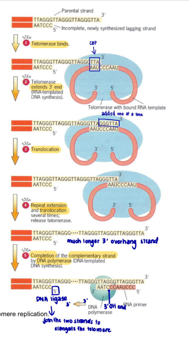 <ol><li><p>Telomerase’s RNA template binds <strong>complementarily</strong> to the 3’ overhang of the parental DNA strand </p></li><li><p>Telomerase <strong>extends the 3’ overhang</strong> of the parental DNA strand in the <strong>5’ to 3’ direction</strong> by adding sequence repeats of 5’TTAGGG 3’ via <strong>complementary base-pairing </strong></p></li><li><p>By lengthening the 3’ overhang, the synthesis of the shorter daughter strand can be extended during the next round of DNA replication, resulting in a longer telomere (but still with a 3’ overhang) </p></li><li><p>The action of telomerase helps to <strong>maintain the number of repeats at the telomeres, delaying the senescence </strong>of cells and enabling them to <strong>proliferate indefinitely </strong></p></li></ol><p>Step 1</p><ul><li><p>Telomerase enzyme recognises and binds to the G-rich telomere sequence at the <strong>3’ overhang on the parental strand </strong></p></li><li><p>3’ nucleotides are base-paired to the 5’ UAA 3’ sequence in the RNA template of the telomerase </p></li></ul><p></p><p>Step 2 </p><ul><li><p>Through its reverse transcriptase activity, telomerase <strong>adds nucleotides to the 3’ end of the overhang </strong>using t<strong>he bound RNA as a template</strong> (RNA-templated DNA synthesis), thereby <strong>extending the 3’ end of the parental strand </strong></p></li><li><p>sequence 5’ GGGTTA 3’ is added one nucleotide at a time </p></li></ul><p></p><p>Steps 3 &amp; 4</p><ul><li><p>Telomerase is <strong>translocated to the end of the extended overhang</strong> </p></li><li><p>Result is that the telomere is <strong>extended in a 5’ to 3’ direction</strong>, over repeated cycles of elongation and translocation </p></li></ul><p></p><p>Step 5 </p><ul><li><p>Replication of the incomplete lagging daughter strand is completed by using these extensions as a template for <strong>synthesis of the complementary strand by DNA polymerase</strong>, leaving a <strong>3’ overhang </strong></p></li></ul><p></p>