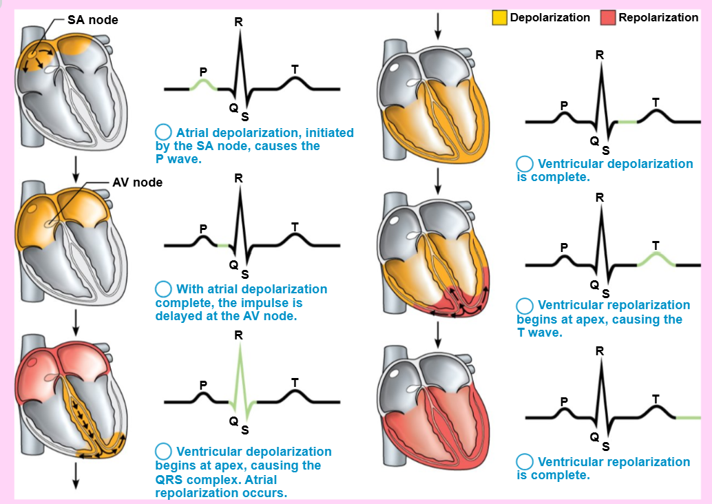 <p>ventricular repolarization is during the _ wave</p>