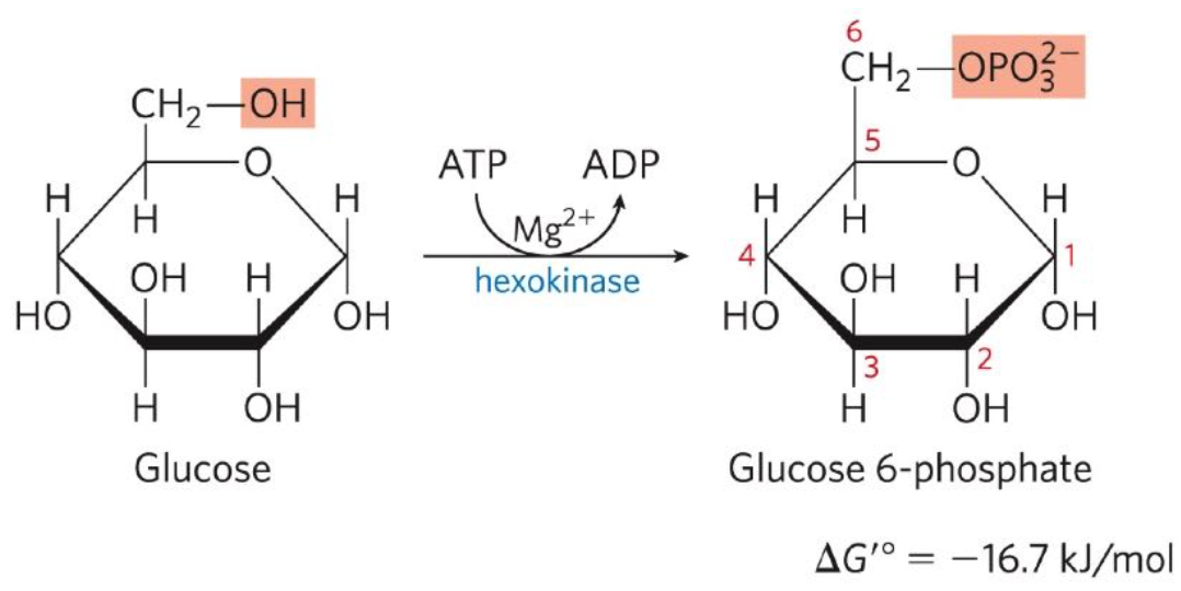 <p>First reaction: Glucose + ATP → Glucose 6-phosphate (G6P) + ADP</p><ul><li><p>Catalysed by hexokinase, by phosphorylation with ATP as a phosphorylation donor.</p></li></ul><p></p>