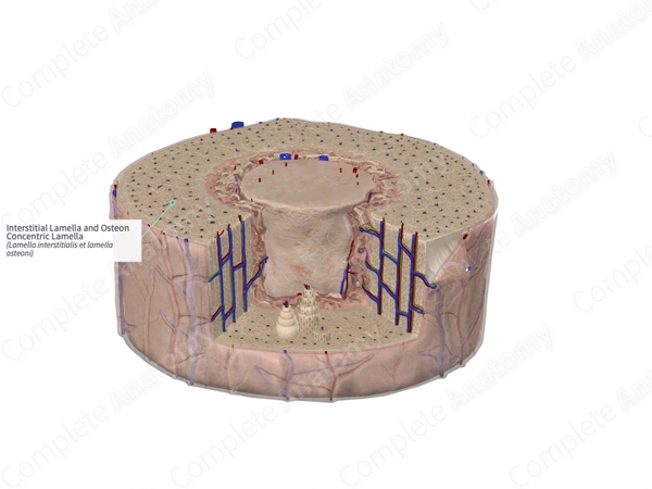 <p>provide structural integrity to individual osteons to help compact bone resist twisting and compression forces along its axis</p>