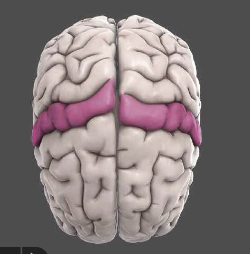 <p>What name of this structure in the brain? </p>