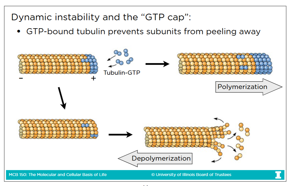 <p>Affinity: the strength of attraction or “desire” of a protein <br>-If you hydrolyze the alpha subunit, you would lose your affinity</p>
