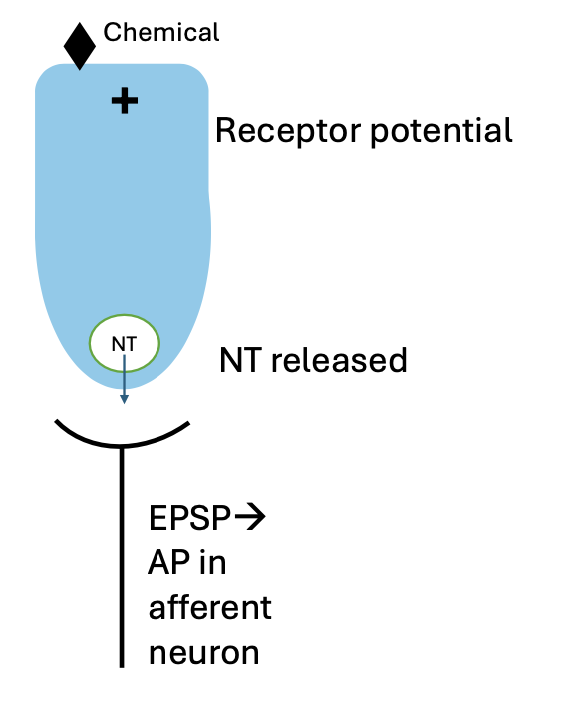 <ul><li><p>Receptor potentials occur when gustatory receptor is exposed to chemical</p></li><li><p>Action potentials occur in afferent neuron</p><ul><li><p>Gustatory cells depolarize and release NT</p></li></ul></li></ul><p></p>