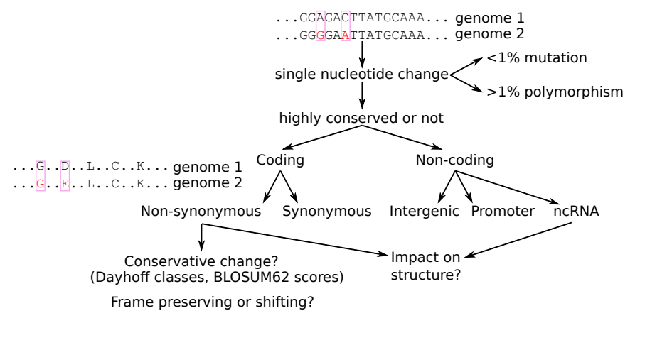 <p>Is your variant in a protein-coding region? </p><p>Synonymous or non-synonymous (different bp’s, same aa)? If non-synonymous, are they biochemically similar (in the same Dayhoff class)? Is the variant a frame-shift &amp;/or does it introduce a premature stop codon?</p><p>Is it a non-coding RNA or not? </p><p>Does the mutation preserve or break an otherwise conserved secondary structure? Recall the canonical basepairs: G:C, A:U, G:U. A change from one of these that still resulted in a canonical basepair would likely be conserved in a ncRNA gene.</p>