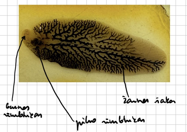 <p>Kepenu siurbike - fasciola hepatica (virskinimo sistema)</p>