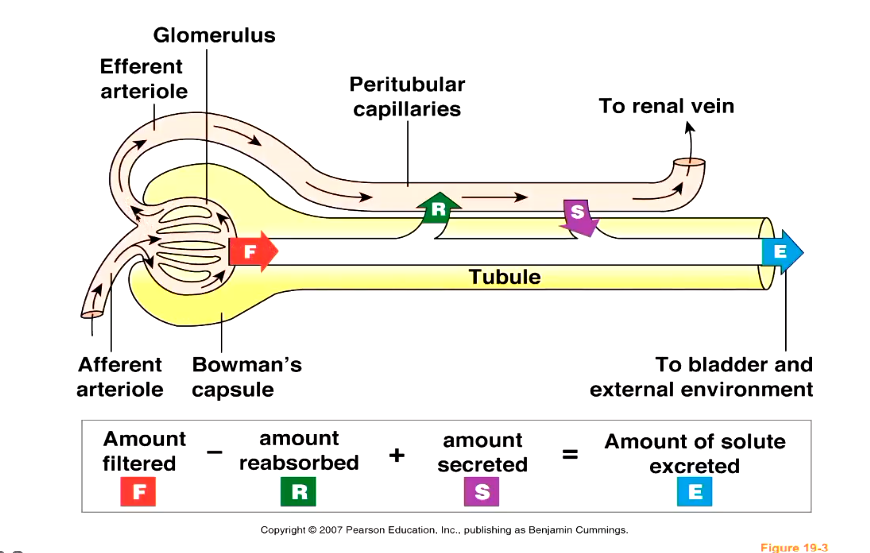 <ul><li><p>blood moves in through afferent arteriole hich leads to the glomeruler capillaries</p></li><li><p>a portion of the blood gets filtered (20%), but most gets pushed out into the efferent arteriole, then into the peritubular capillaries </p></li><li><p>some blood gest reabsorbed into capillaries, some stuff gest secreted from capillaries into nephron</p></li><li><p>amount of solute exccreted = amount filtered - amount rebsorbed + amount secreted </p></li></ul><p></p>