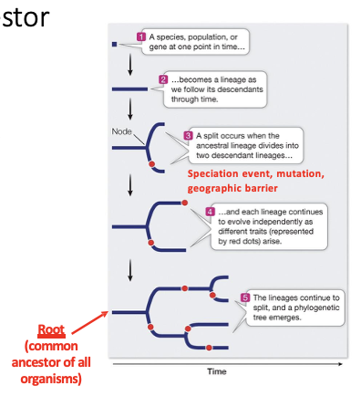 <ul><li><p><span>Can be used for major evolutionary groups (i.e., insects), populations, species, genes, etc.</span></p></li><li><p><span>Usually determined via morphological (physical) and/or molecular data, but can also use behavioral, physiological, developmental, and ecological.</span></p><ul><li><p>Uses DNA</p></li></ul></li><li><p>Branches form when a new species evolves over a period of time</p><ul><li><p>Mutations can cause these splits</p></li></ul></li></ul><p></p>