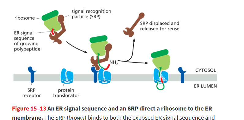 <ul><li><p><strong>signal recognition particle (SRP)</strong></p><ul><li><p>binds to ribosome and ER signal seq. to pause protein synthesis </p></li></ul></li><li><p><strong>SRP Receptor</strong></p><ul><li><p>Binds SRP and brings the ribosome to the <strong>ER membrane</strong>.</p></li></ul></li></ul><p></p>