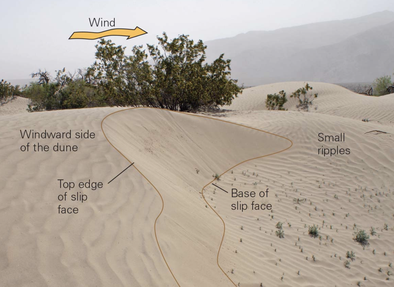 <p>internal laminations in a bed, inclined at an angle to the <span style="color: rgb(255, 0, 0);"><strong><em>main bedding </em></strong></span>(boundary between two successive layers); are a relict of the slip face of dunes or ripples</p><ul><li><p>surface of the <span style="color: rgb(255, 0, 0);"><strong><em>slip face</em></strong></span> establishes the shape of the cross beds where eventually, a new cross-bedded layer builds out over a pre-existing one</p></li></ul><p></p>