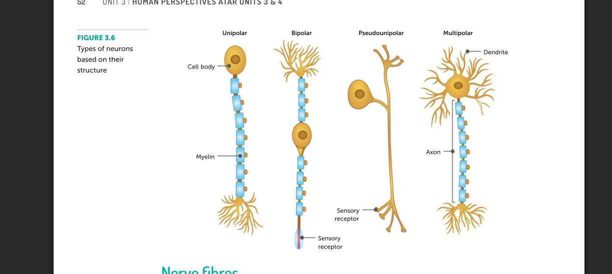 <p>multipolar neurons - one axon and multiple dendrites form the cell body. these types are most common and include most of the interneurons in the brain  as well as motorn neurosn that carry messages tro skeletal msucles</p><p>bipolar neurons - have one axon and one dendrite. common in areas like the eyes or nose where they take impulses form ereceptor cells totoehr neurons</p><p>unipolare is only a singluar exxtenison which is the axon. its not found in humans or other vertebreates on lyh in insects</p><p>pseudounipolar is when there si a single axon which ten separates into two extenstions . one connects to dendrites while the otehr terminates at the axon terminal. most sensory neurons are this type</p>