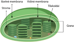 <p>Kas čia?</p>