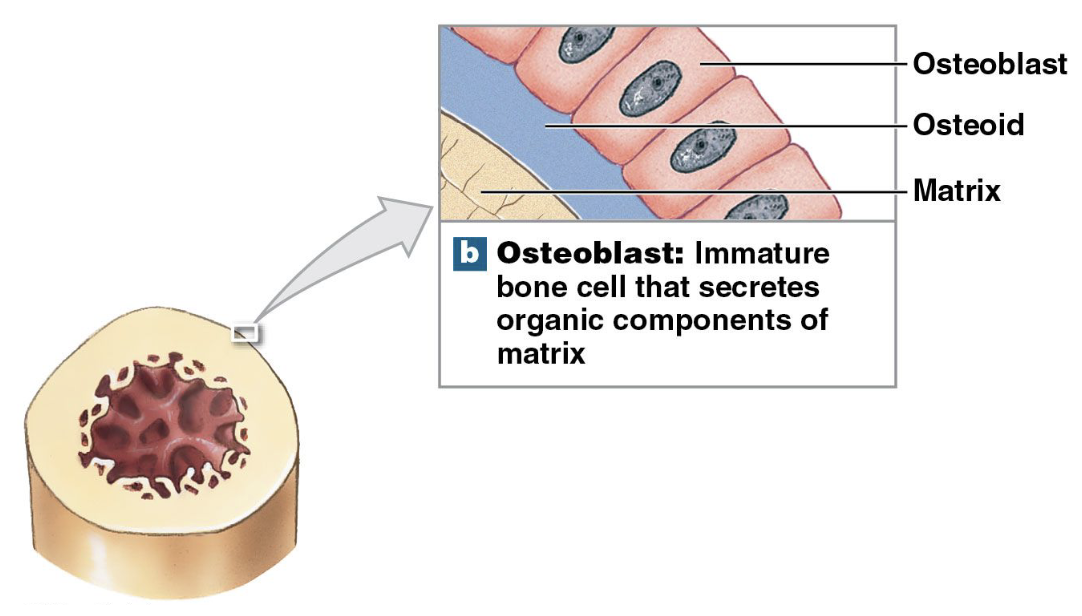 <p>– Immature cells that make new bone matrix during <strong>osteogenesis</strong> (<strong>ossification</strong>; make cells)</p><p>– <strong>Osteoid</strong>: matrix made by osteoblasts that hasn’t been calcified yet (w/ calcium salts so not strong)</p><p>(after mineralization w/ calcium salts= bone matrix)</p><p>– <strong>Osteoblasts</strong> surrounded by bone matrix become <strong>osteocytes</strong></p><p><strong><em>basically make their own matrix, to become osteocytes</em></strong></p>