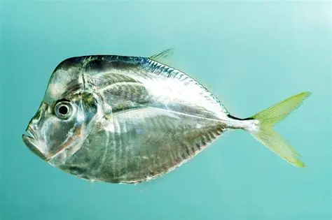 <p>Silvery, shorter forehead</p>