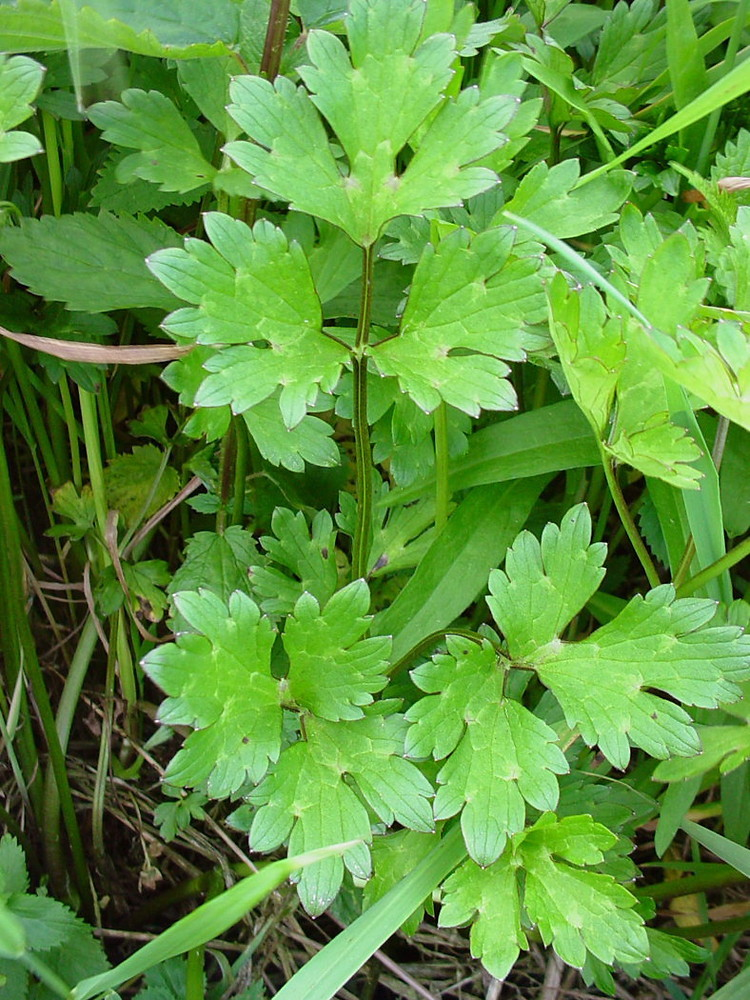 <p>Ranunculaceae</p>