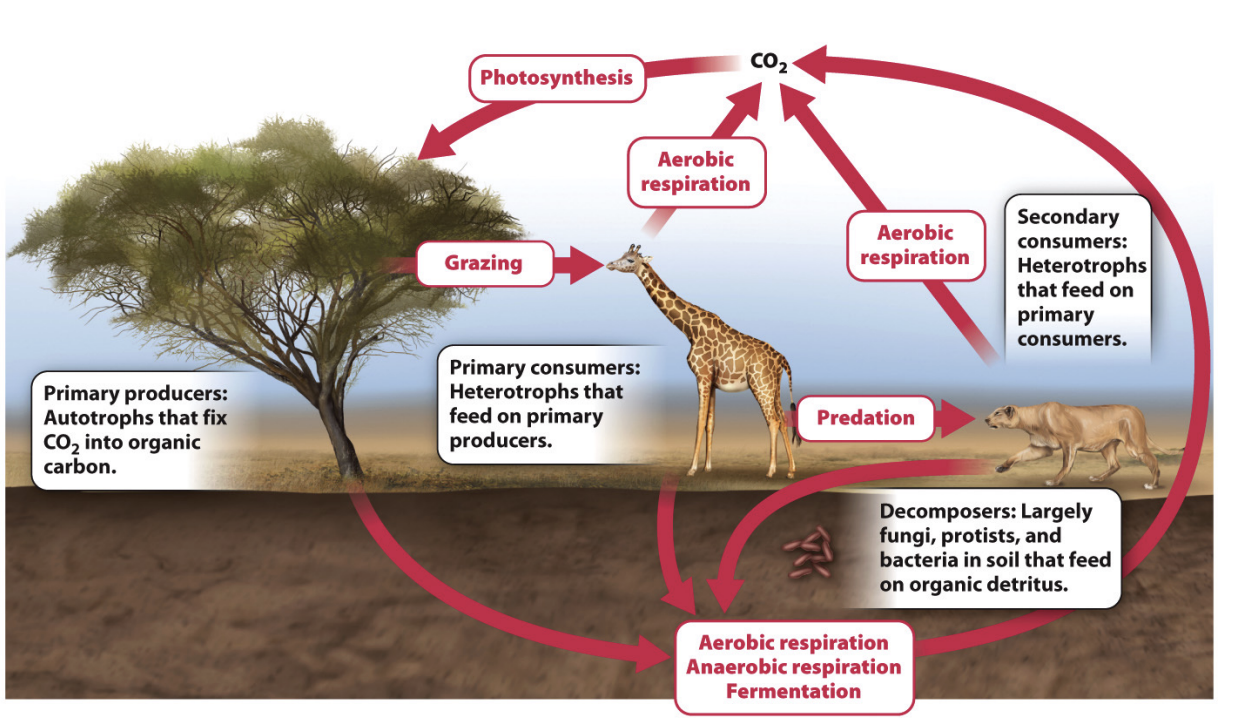 <ul><li><p>CO2 in atm → photo → primary produces that fix CO2 into organic carbon → primary consumers feed on primary producer → secondary consumer</p></li><li><p>aerobic resp + anarobic resp from decomposers in soil that feed on organic detritus</p></li><li><p><span style="background-color: inherit; line-height: 19.55px; color: windowtext;">Co2 comes out atm and goes back to atm</span><span style="line-height: 19.55px; color: windowtext;">&nbsp;</span></p></li><li><p class="Paragraph SCXO205689843 BCX0" style="text-align: left;">Examples</p><ul><li><p class="Paragraph SCXO205689843 BCX0" style="text-align: left;"><span style="background-color: inherit; line-height: 19.55px; color: windowtext;">Co2 -> plant -> decomp -> release to atm</span><span style="line-height: 19.55px; color: windowtext;">&nbsp;</span></p></li><li><p class="Paragraph SCXO205689843 BCX0" style="text-align: left;"><span style="background-color: inherit; line-height: 19.55px; color: windowtext;">Co2 -> plant -> eaten -> poop or die -> decomp&nbsp;</span><span style="line-height: 19.55px; color: windowtext;">&nbsp;</span></p><ul><li><p class="Paragraph SCXO205689843 BCX0" style="text-align: left;"><span style="background-color: inherit; line-height: 19.55px; color: windowtext;">Giraffe breath it out</span><span style="line-height: 19.55px; color: windowtext;">&nbsp;</span></p></li></ul></li><li><p class="Paragraph SCXO205689843 BCX0" style="text-align: left;"><span style="background-color: inherit; line-height: 19.55px; color: windowtext;">Anything in soil gets decomp -> released back into atm</span><span style="line-height: 19.55px; color: windowtext;">&nbsp;</span></p></li><li><p class="Paragraph SCXO205689843 BCX0" style="text-align: left;"><span style="background-color: inherit; line-height: 19.55px; color: windowtext;">Sometimes goes to sediments -> can stay for awhile</span><span style="line-height: 19.55px; color: windowtext;">&nbsp;</span></p></li><li><p class="Paragraph SCXO205689843 BCX0" style="text-align: left;"><span style="background-color: inherit; line-height: 19.55px; color: windowtext;">In food webs release to atm</span><span style="line-height: 19.55px; color: windowtext;">&nbsp;</span></p></li></ul></li></ul><p></p>
