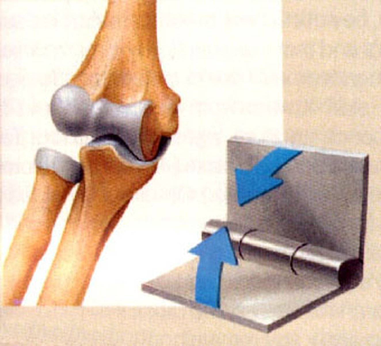 <p>Movement occurs around a single axis.</p><p>Example: the elbow joint</p>