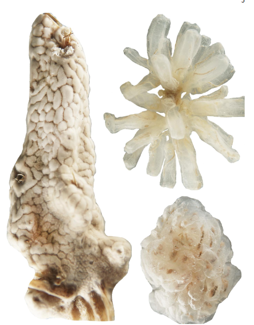 <p>taxa</p><p>label</p>