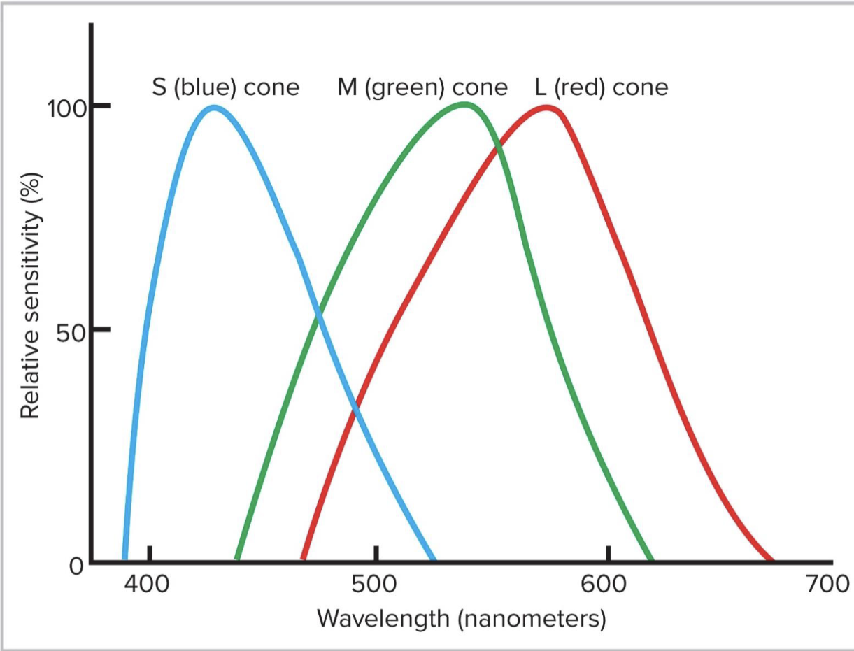 <ul><li><p>Colors are perceived based on patterns of activation of the different</p></li></ul><p>cones</p>