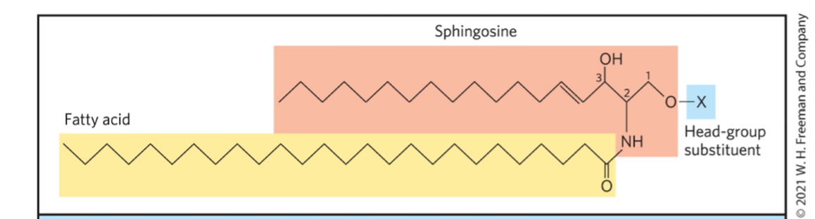<ol><li><p>Because only one fatty acid chain can change due to the other being the sphingosine backbone</p></li><li><p>Fewer different head groups</p></li></ol><p></p>