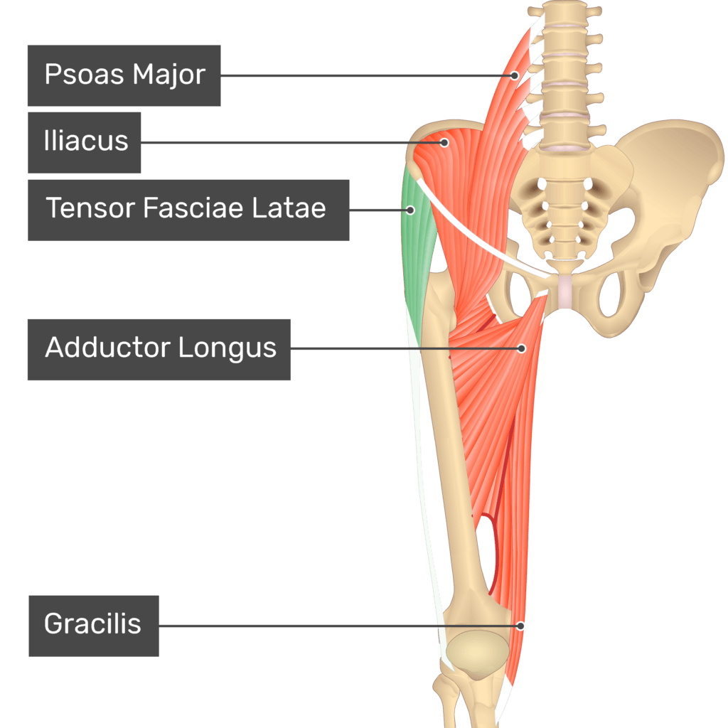 <p>Lateral aspect of <u>crest of ilium</u> between the anterior superior <u>iliac spine and tubercle of the crest</u></p>