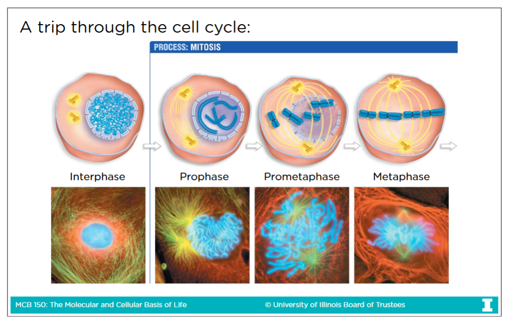 <p>There are 5 stages of Mitosis:<br>-Prophase:</p><ul><li><p>Nuclear envelope disociates </p></li><li><p>Chromatins condense</p></li><li><p>Centrosomes move to opposite sites of cell</p></li></ul><p>-Prometaphase:</p><ul><li><p>Kinetochore MTs move pairs of sister chromatids back and forth until they reach the metaphase plate (in the middle)</p></li></ul><p>-Metaphase: </p><ul><li><p>All pairs of sister chromatids are broken on the metaphase plate, connections between chromatids are broken</p></li></ul><p>-Anaphase:</p><ul><li><p>Anaphase A: kinetochrore MTs separate sister chromatids</p></li><li><p>Anaphase B: Polar MTs “push” the poles apart, while astral MT “pull” poles</p></li></ul><p>-Telophase:</p><ul><li><p>Phase where everything in prophase is undo</p></li></ul><p>-Cytokinesis: </p><ul><li><p>Cytoplasmic division using contractile ring of actin and myosin, the cell physically divides into two cells</p></li></ul><p></p>