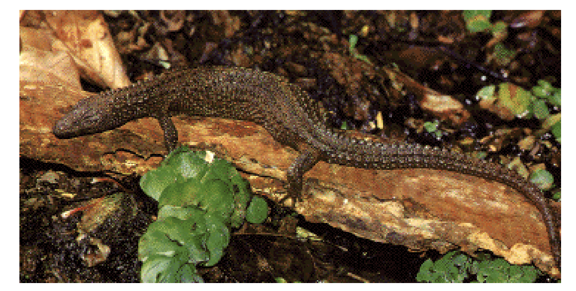 <p></p><p></p><ul><li><p>Members of Platynota</p></li><li><p><span style="background-color: transparent;">Sister taxon of Varanidae </span></p></li><li><p><span style="background-color: transparent;">One genus and species from island of Borneo </span></p></li><li><p><span style="background-color: transparent;">Found along rivers and streams in rainforest, </span></p></li><li><p><span style="background-color: transparent;">semi-aquatic, </span></p></li><li><p><span style="background-color: transparent;">burrowing, </span></p></li><li><p><span style="background-color: transparent;">carnivorous, </span></p></li><li><p><span style="background-color: transparent;">nocturnal, </span></p></li><li><p><span style="background-color: transparent;">oviparous </span></p></li></ul><p></p>