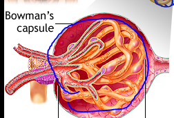 <p>What is a <span style="font-size: calc(var(--scale-factor)*32.30px);">Glomerulus</span></p>