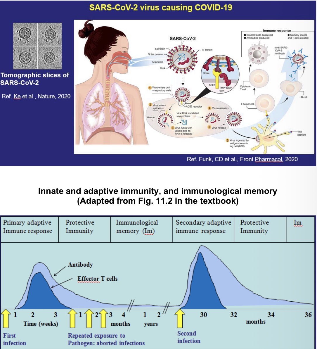 <p><strong><u>Obligate Intracellular Infection</u></strong></p><ul><li><p>Examples: Viruses (including Coronavirus), Chlamydia, and Rickettsia</p></li><li><p>Major Virus Interactions: Acute, Chronic, Latent</p></li><li><p>Determinants of pathology in virus disease:</p><ul><li><p>Tissue tropism of the virus</p></li><li><p>Cytopathology of the virus</p></li><li><p>Immunologically-mediated tissue damage very common</p></li></ul></li><li><p>General Immunologic Principles of Virus Infections</p></li><li><p>Interferon (Type I) is major nonspecific defense- NK and T cells contribute</p><ul><li><p>CD8+ cytotoxic T cells most important for recovery</p></li><li><p>sIgA and/or serum IgG prevent reinfection</p></li></ul></li></ul><p></p>
