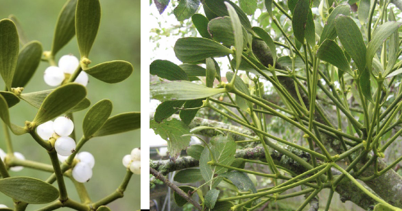 <p>Family<br>Genus<br>Species<br>Common Name</p>