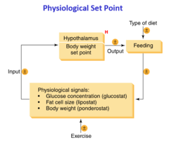<p>Body weight is assumed to be r<u><mark data-color="#e6f9eb" style="background-color: rgb(230, 249, 235); color: inherit;">egulated around a biologically determined optimal level.</mark></u></p>