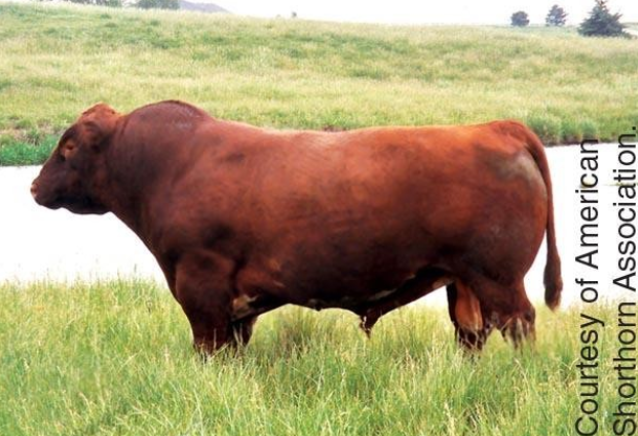 <p>Originated around the Tees River Valley of northern England; red, white or roan; have short horns; good mothers with excellent milking ability</p>