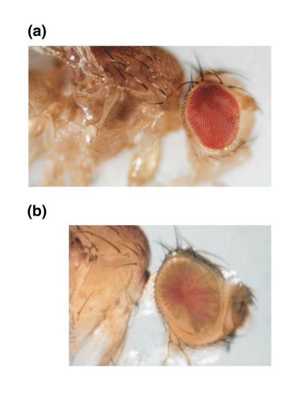 <ul><li><p>Position</p></li></ul><p></p>