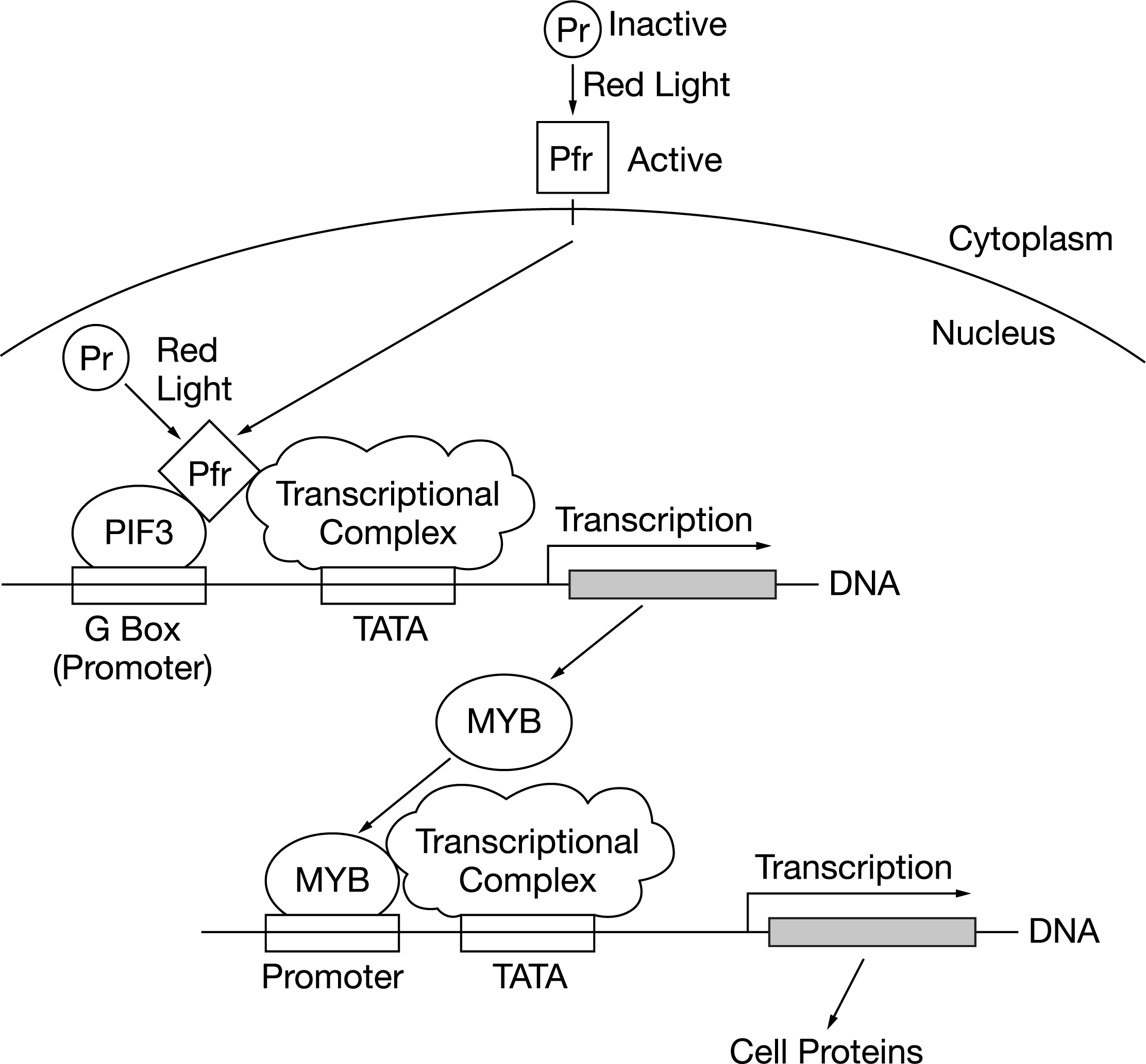 <p>Phytochromes are molecules that change light stimuli into chemical signals, and they are thought to target light-activated genes in plants. A study was conducted to determine how certain cell proteins were made in a plant cell using a phytochrome. Figures 1 and 2 represent findings from the study.</p><p><br>Figure 2. Phytochrome response to exposure to far‑red light</p><p>Use the response models shown in Figures 1 and 2 to justify the claim that phytochromes regulate the transcription of genes leading to the production of certain cellular proteins.</p>