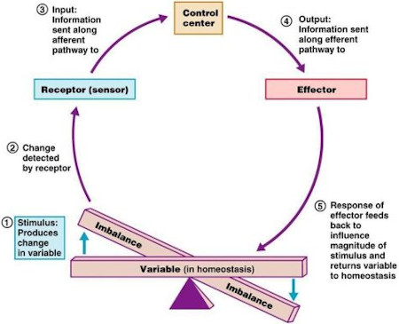 <ol><li><p>Stimulus</p></li><li><p>Receptor</p></li><li><p>Input</p></li><li><p>Control Center</p></li><li><p>Output</p></li><li><p>Effector </p></li><li><p>Response</p></li></ol><p></p>