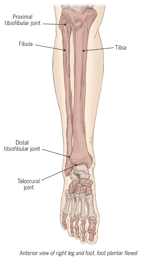 <p><span>Two articulations between tibia and fibula</span></p><ul><li><p><span>Slight movement</span></p></li><li><p><span>Interosseous membrane&nbsp;</span></p></li><li><p><span>distal end contributes to ankle stability</span></p></li></ul><p></p>