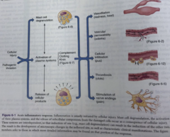 <p>pain can arise directly from neuro injury but also inflammation</p>
