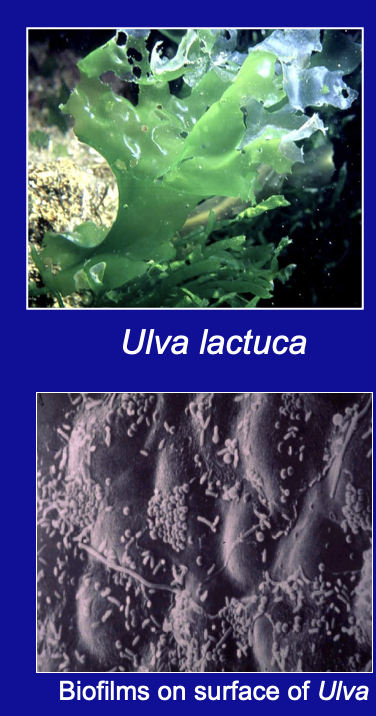 <p><span style="color: green;"><strong>Harbours inhibitory bacteria</strong></span> such as <strong><em>Pseudoalteromonas</em></strong></p>