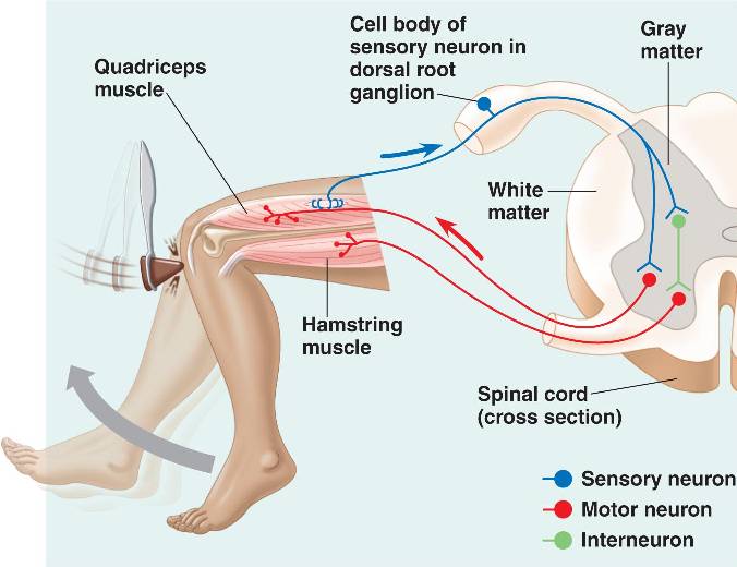 <p>functions of the spinal cord - <strong>Reflexes</strong></p>